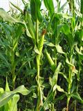 corn